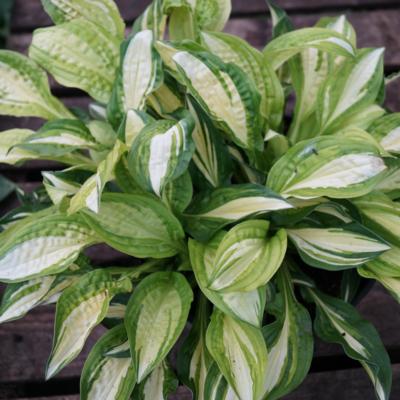 Hosta 'Peanut'